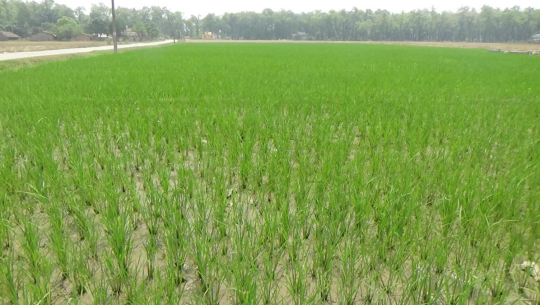 कैलालीमा प्रधानमन्त्री कृषि परियोजना: कार्यान्वयन गर्ने निकाय तीन बर्षमा तीन फेरिए