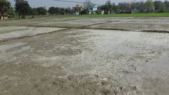 कैलालीमा चैते धान खेती विस्तार हुँदै, यान्त्रीकरणमा ५० प्रतिशत अनुदान