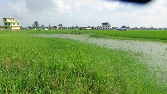 धनगढीमा सार्वजनिक ताल २९ लाख कट्ठाका दरले बिक्री