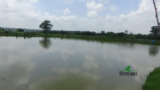 धनगढीको ‘चौफेरी’ ताल वडाले गर्‍यो संरक्षण, खेतमा परिणत भएको २० वर्षपछि माछा पालन