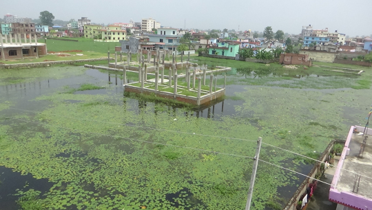 नगर विकासले बेचेको धनगढीको ‘नेतुवा’ ताल संरक्षण गर्न पौने ५ करोडको ठेक्का