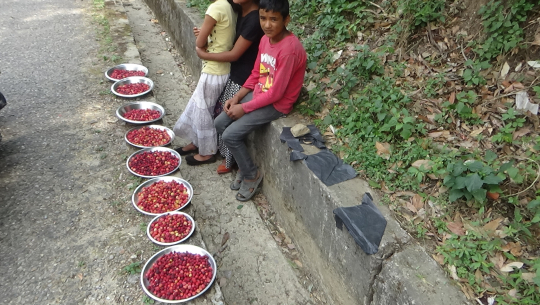 काफल बेचेर कापी कलमको खर्च