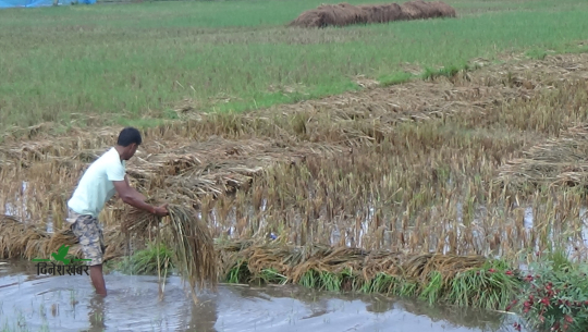 कैलालीका किसानको रोदनः घरखेत डुबेपछि सडकमा आयौं, अब के गरेर खाने ?