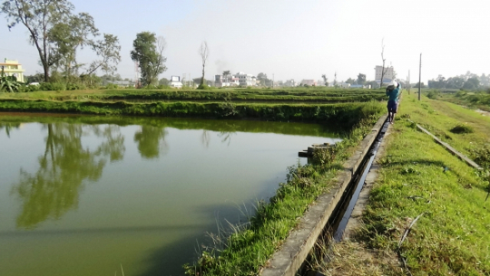 मत्स्य विकास केन्द्र गेटामा ह्याचरी निर्माण, २ करोड ५० लाख बिक्री