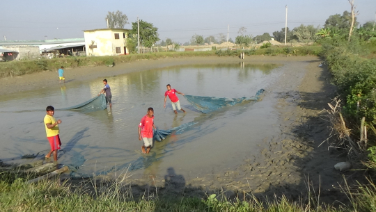 सुदूरपश्चिममा माछापालन तर्फ युवाहरुको आकर्षण
