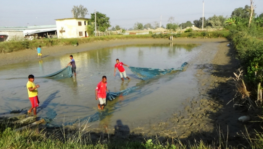 Kailali and Kanchanpur emerging as fish farming hubs, fulfilling 75% of regional demand