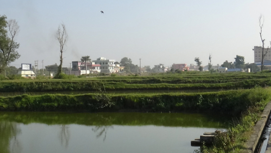 सुदूरपश्चिममा माछापालन गर्ने किसानको संख्या पाँच हजार ३८० पुग्यो