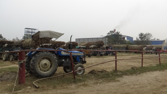 कञ्चनपुरका उखु किसानलाई कटान अनुमती पाउन पनि मुस्किल, भारतबाट उखु ल्याईदै