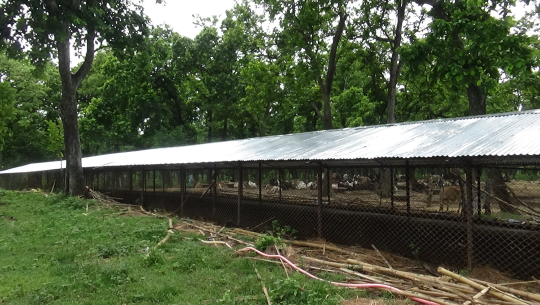 जनस्तरबाट धनगढी गौशालाको छाना निर्माण