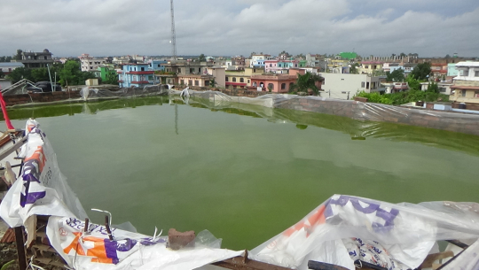 धनगढीमा घर भित्रै माछा पालन