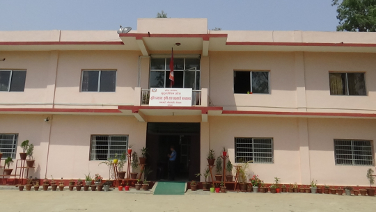 सुदूरपश्चिममा मसिनो धान प्रर्वद्धन गर्न किसानलाई बिउमा ५० प्रतिशत अनुदान