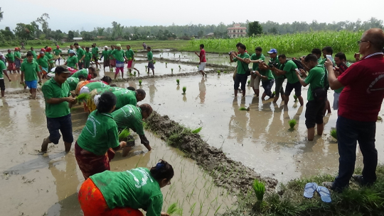 सुदूरपश्चिमका मन्त्री र कर्मचारी देखावटी रोपाइमा, किसान मलको पर्खाईमा