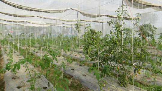 फाईल फोटो 