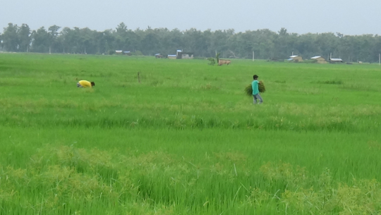 सुदूरपश्चिममा समयमै मल नपाएपछि धानको उत्पादन घट्ने चिन्ता