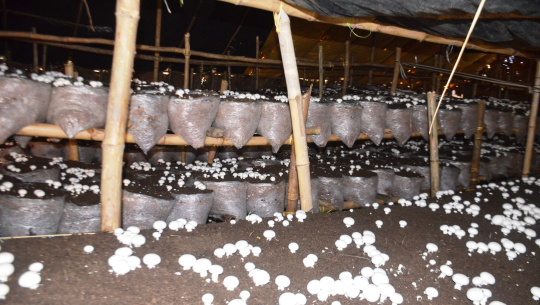 च्याउ उत्पादनमा जमे धनगढीका बेनर्जी दम्पती, बजार नपाउँदा भने निराश