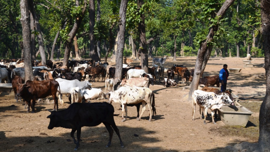 धनगढी उपमहानगरले स्थापना गरेको गौशालाका चौपाया भोकभोकै