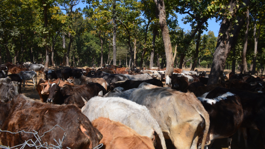 भारतबाट आउने गाई–गोरूका कारण धनगढीका किसान हैरान