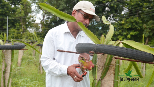 कैलालीको गोदावरीमा लगाइएको ड्रागन फ्रुट १३ महिनामै फल्यो