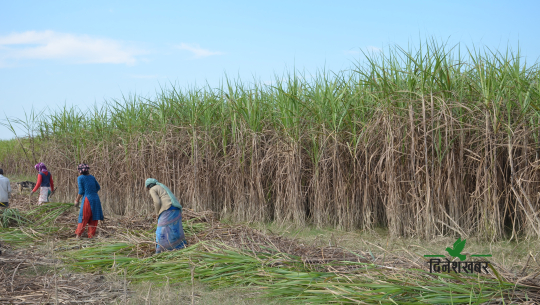 सरकारले मूल्य तोक्न ढिलाई गर्दा कञ्चनपुरका उखु किसानलाई घाटा