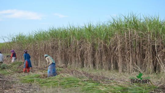 Sugarcane Farmers Await 190 Crores in Kailali and Kanchanpur