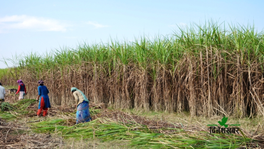 कञ्चनपुरका व्यापारी तस्करीको उखुबाट पनि अनुदान बुझ्दै