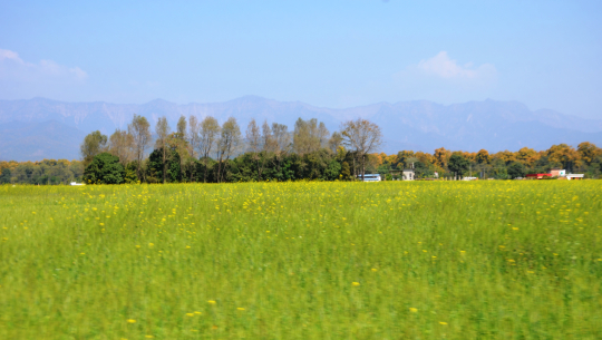 कैलालीमा यो वर्ष तोरीको उत्पादन बढ्ने