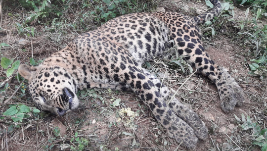 फाइल फोटो