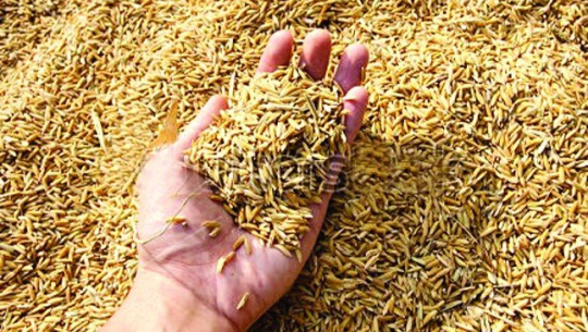 स्याङ्जामा यसवर्ष ६७ हजार मेट्रिक टन धान उत्पादन