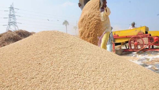 कैलालीमा ५० स्थानबाट धान उत्पादनको तथ्यांक संकलन