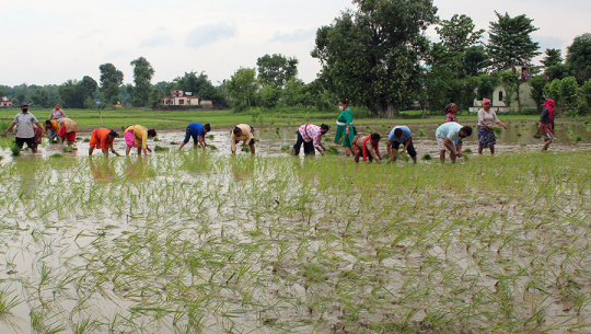 झापामा २० हजार हेक्टरमा चैते धानखेती