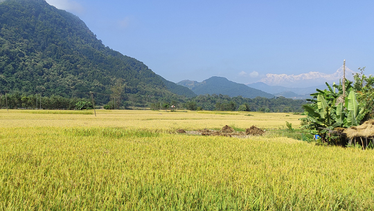 कात्तिक १५ गतेपछि मात्र धान भित्र्याउनुः कृषि विकास कार्यालय