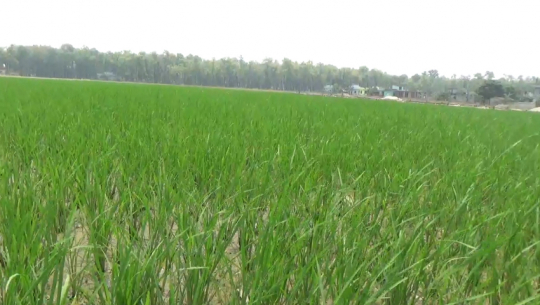 कञ्चनपुरमा चैते धान लगाउने कृषकको सङ्ख्या घट्दै