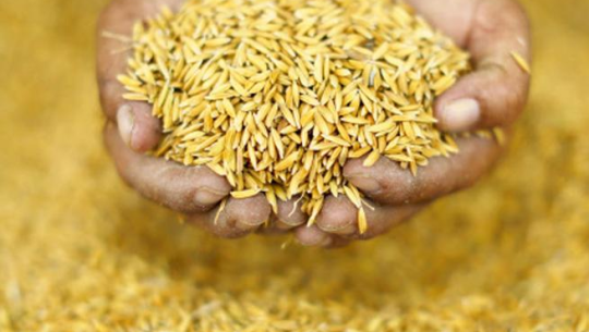 कैलालीका बीउ उत्पादक किसान मर्कामा