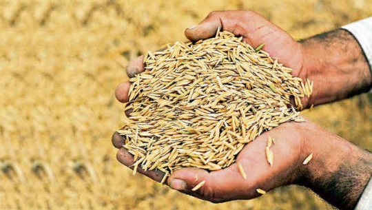 अनुदानमा धानको बीउ