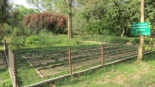 बजेट अभावका कारण दुर्लभ वनस्पति सङ्कटमा