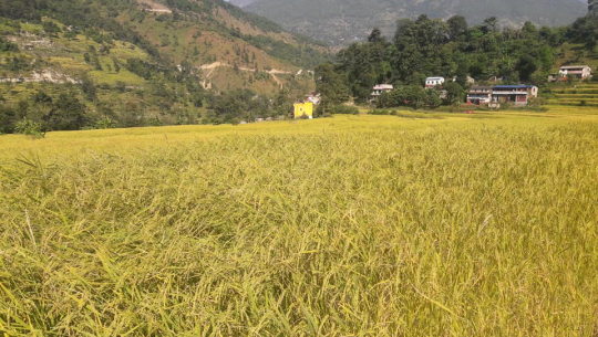 कृषिबाटै आत्मनिर्भर