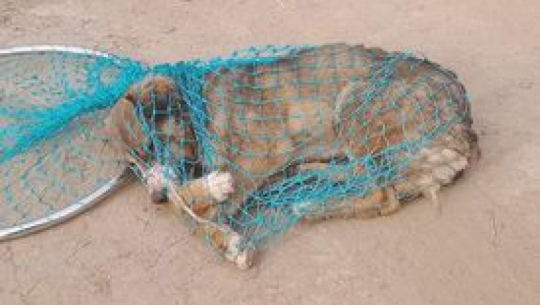 Dog Responsible for Biting Twenty-One Children Apprehended in Doti