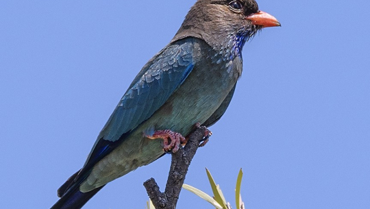 New species of bird found in Ghodaghodi