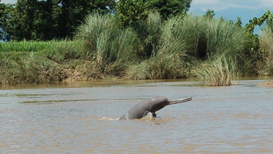 Dolphins return to Kailali rivers as water level rises