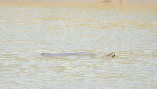 अभिलेख अनुसार  कैलालीका नदीहरुमा ५४ डल्फिन
