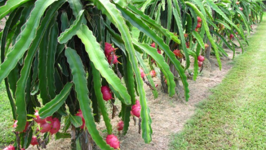 किसानलाई ड्रागन फ्रुटको बिरुवा वितरण