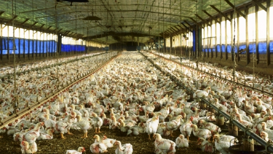 'सुदूरपश्चिममा कुखुरा पालनबाट छैन आम्दानी'