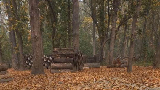 कार्यविधि नहुँदा जटिल बन्दै सुदूरपश्चिमका वन