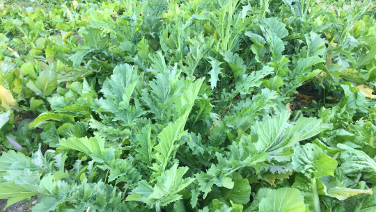 कञ्चनपुरको शुक्लाफाँटामा तरकारीखेती गरेर घर खर्चको जोहो