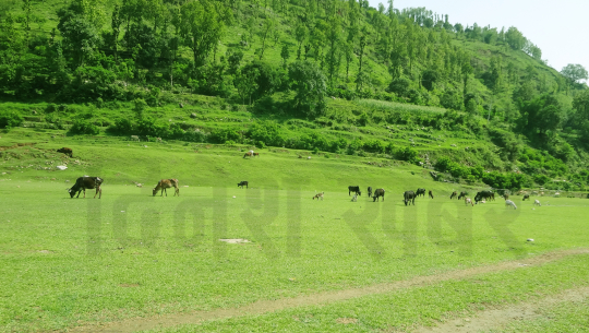 दुई दशकदेखि बन्द गोकुलेश्वर विमानस्थल गौचरनमा परिणत
