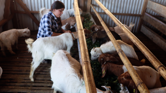 अष्ट्रेलिया छोडेकी कुुसुम गाउँमा कृषिकर्मकी अगुवा