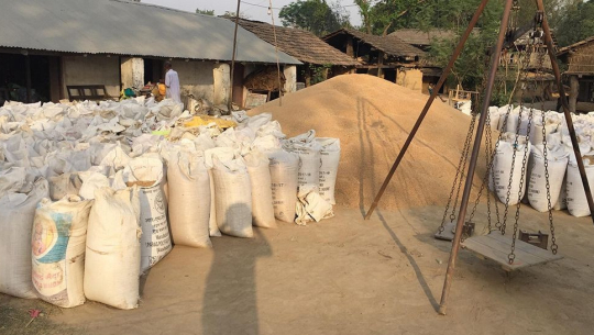 प्रतिकेजी ३३.५१ रुपैयाँ सरकारले तोक्यो गहुँको समर्थन मूल्य