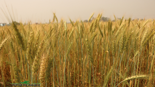कैलालीमा मौसम बदलीले अन्नबाली नष्ट हुन थालेपछि किसान चिन्तित