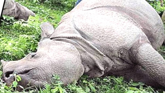 फाइल तस्बिर