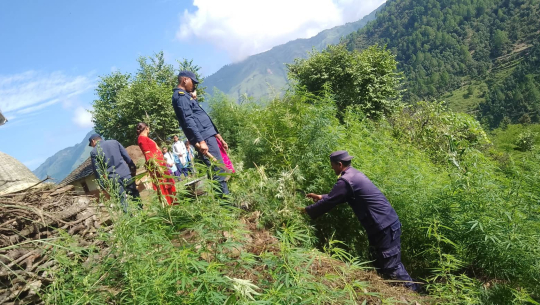 बैतडीमा नयाँ डिएसपी आएपछि धमाधम गाँजा फाड्दै प्रहरी 